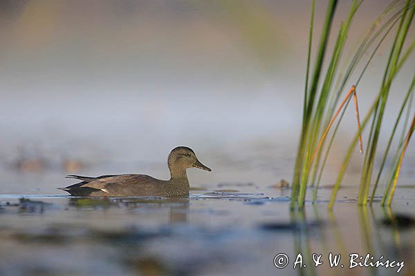 Krakwa, kaczka krakwa, Mareca strepera, samiec
