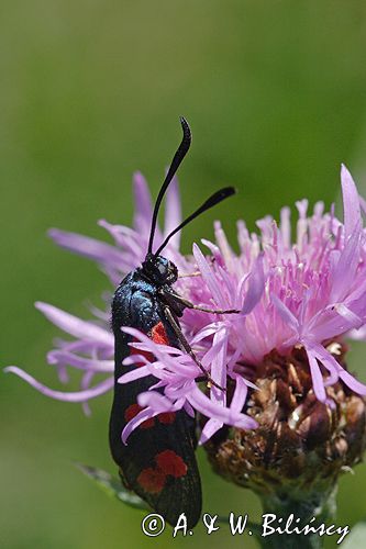 kraśnik sześcioplamek, Zygaena filipendulae