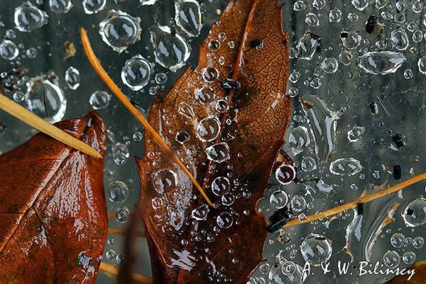 Krople na pajęczynie