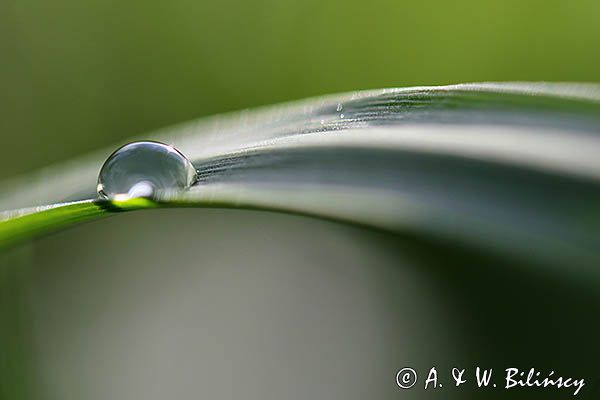 Wiosna na łące, poranna rosa