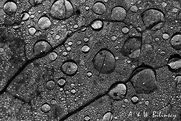 Krople deszczu na liściu