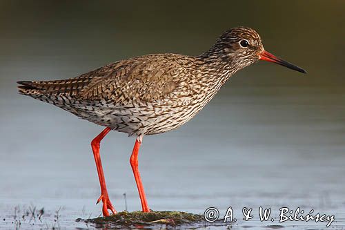 Krwawodziób, brodziec krwawodzioby, Tringa totanus