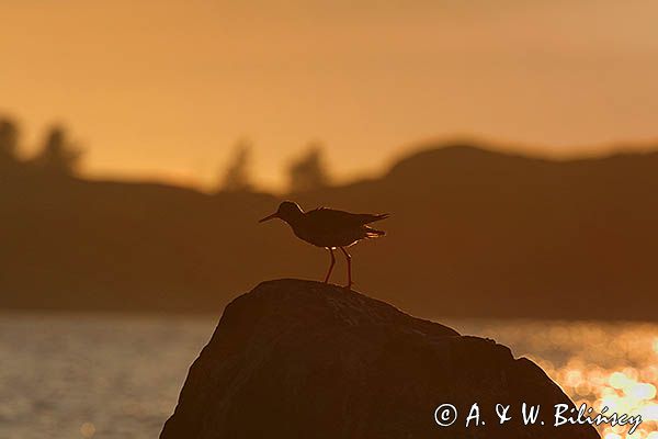 Krwawodziób, brodziec krwawodzioby, Tringa totanus
