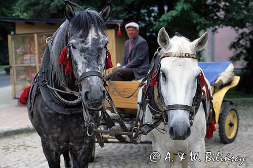 Krynica Górska Beskid Sądecki