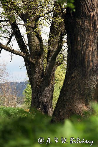 dąb w parku podworskim w Krzemiennej, Pogórze Dynowskie