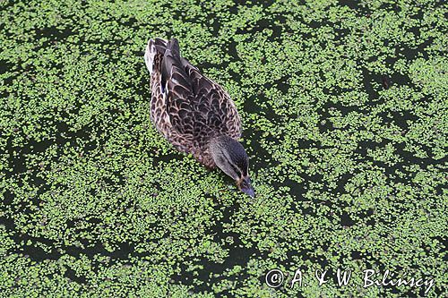 kaczka krzyżówka, samica, żerująca na rzęsie wodnej, Anas platyrynchos