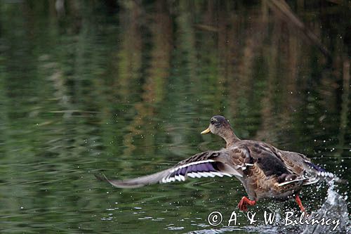 kaczka krzyżówka, Anas platyrynchos