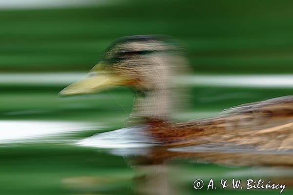 Kaczka krzyżówka, Anas platyrhynchos, impresja