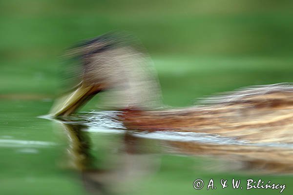 Kaczka krzyżówka, Anas platyrhynchos, impresja