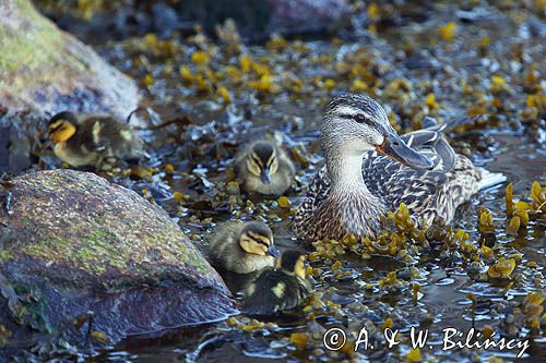 kaczka krzyżówka, samica i pisklęta, Anas platyrynchos