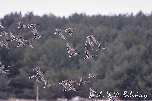 kaczki krzyżówki Anas platyrynchos