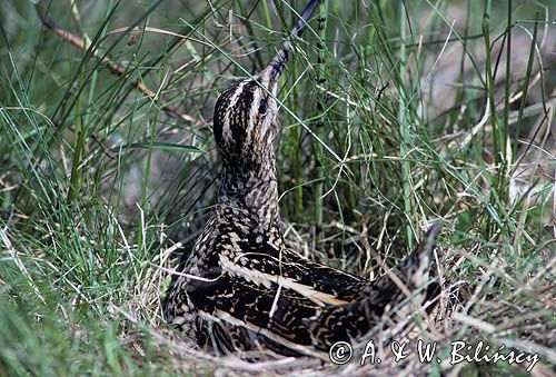 bekas kszyk Gallinago gallinago