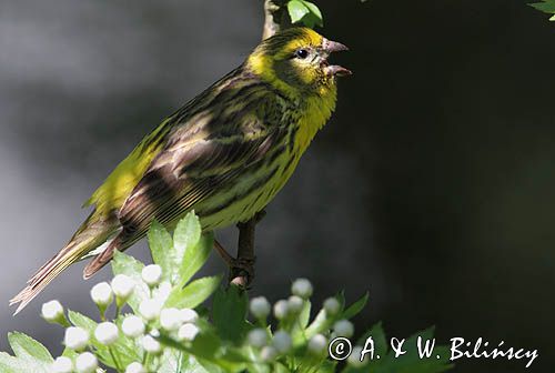 kulczyk, Serinus serinus, Serinus canaria