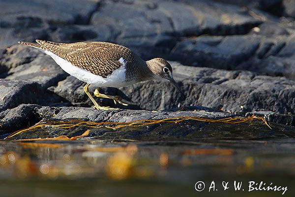 Brodziec piskliwy, brodziec krzykliwy, kuliczek piskliwy, piskliwiec, Actitis hypoleucos