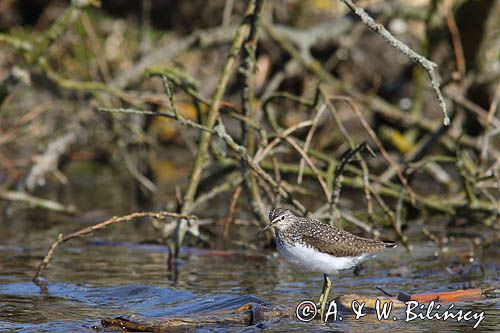 Brodziec piskliwy, brodziec krzykliwy, kuliczek piskliwy, piskliwiec, Actitis hypoleucos