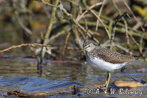 Brodziec piskliwy, brodziec krzykliwy, kuliczek piskliwy, piskliwiec, Actitis hypoleucos