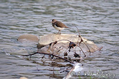 Brodziec piskliwy, brodziec krzykliwy, kuliczek piskliwy, piskliwiec, Actitis hypoleucos