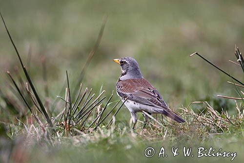 Kwiczoł Turdus pilaris) na łące