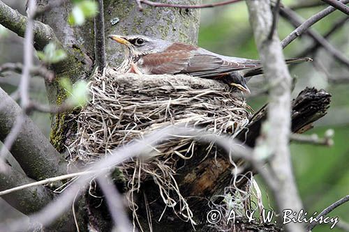Kwiczoł, Turdus pilaris