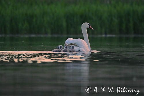 łabędź niemy Cygnus olor, samica z pisklętami