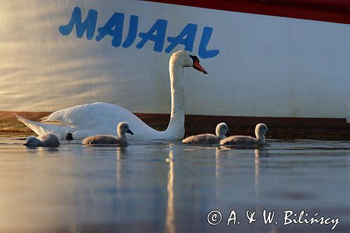 łabędź niemy Cygnus olor, samica z pisklętami