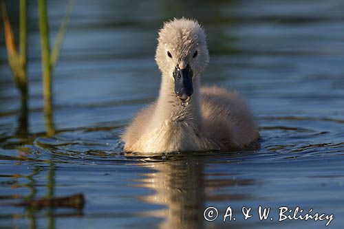 łabędź niemy Cygnus olor, pisklę