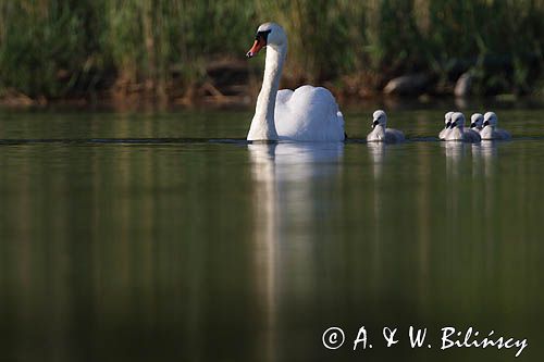 łabędź niemy Cygnus olor, samica z pisklętami