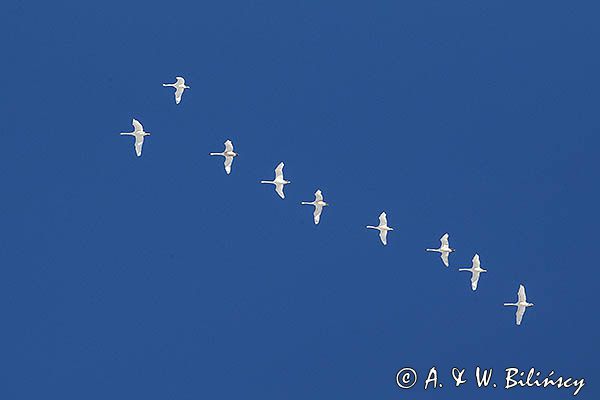 łabędź niemy Cygnus olor, klucz