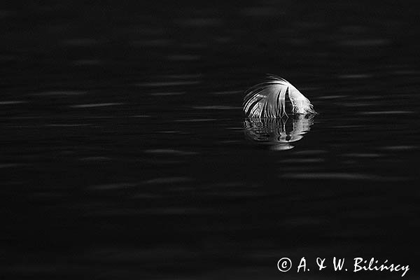 Łabędzie piórko na wodzie