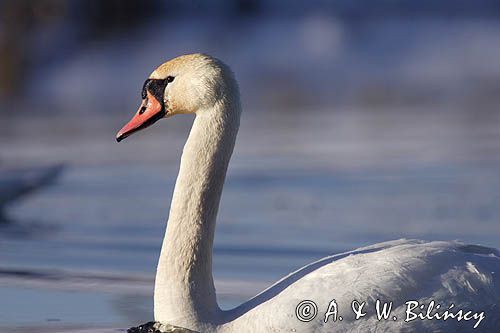 łabędź niemy Cygnus olor