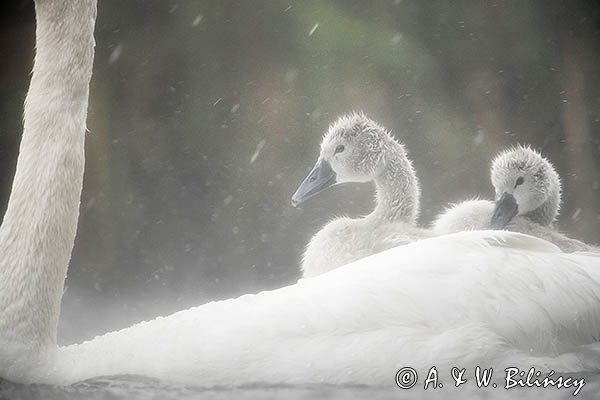 Łabędź niemy, Cygnus olor, pisklęta w deszczu