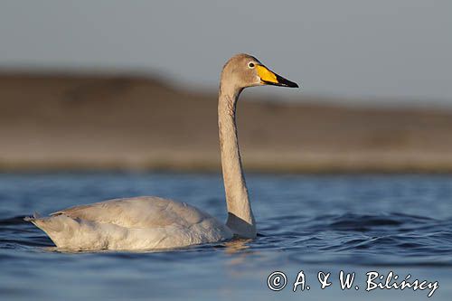 Łabędź krzykliwy Cygnus cygnus