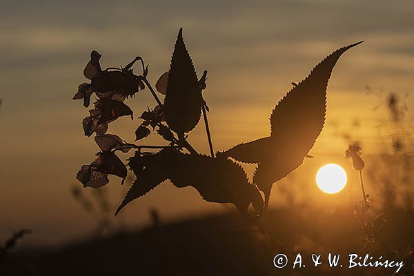 O zachodzie Słońca na łące