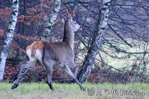 łania, jeleń szlachetny, europejski, Cervus elaphus elaphus jeleń karpacki, bieszczadzki