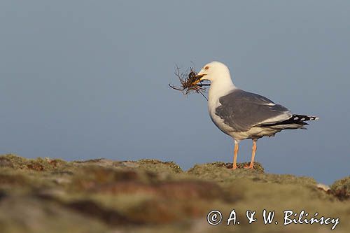 Mewa srebrzysta Larus argentatus
