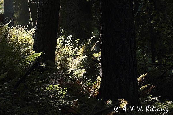 Las z paprociami w smudze słońca