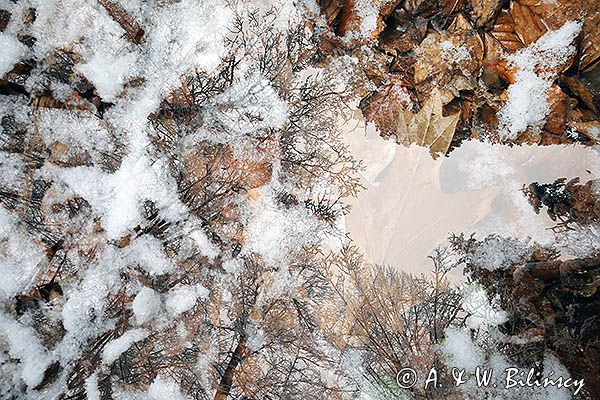 Zimowa panterka, impresja