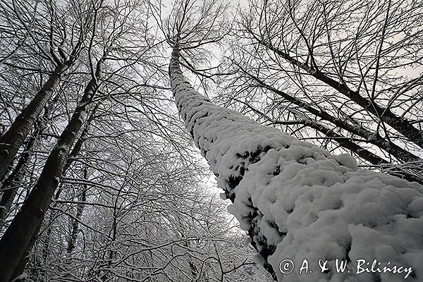 Zimowy ośnieżony las