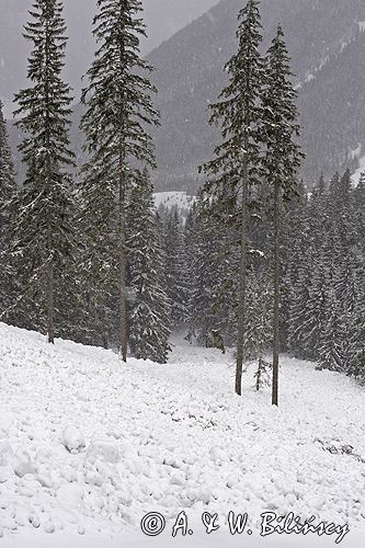 zima, lawinisko w Tatrach, po zejściu lawiny, Tatrzański Park Narodowy Murań, widok z Murzasichla