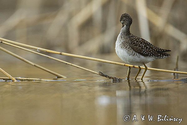 Łęczak, brodziec leśny, trawnik, Tringa glareola