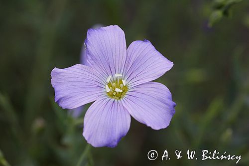 Linum extraaxillare len karpacki) ,