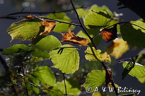 leszczyna pospolita Corylus avellana)