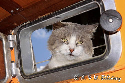 portowy kot zaglądający do kambuza w porcie Liepaja, Łotwa a cat in Liepaja harbour, Latvia