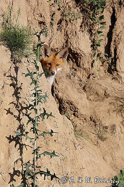 Młody lis, Vulpes vulpes