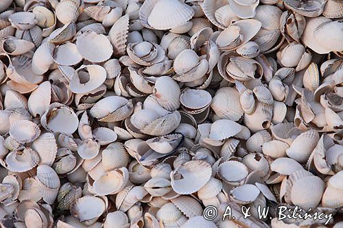 Plaża muszelkowa, Logstor, Limfjord, Jutlandia, Dania