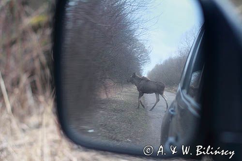 łoś Alces alces, Bagna Biebrzańskie