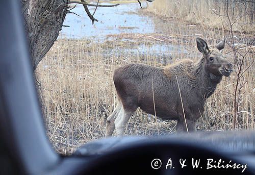 łoś Alces alces, Bagna Biebrzańskie