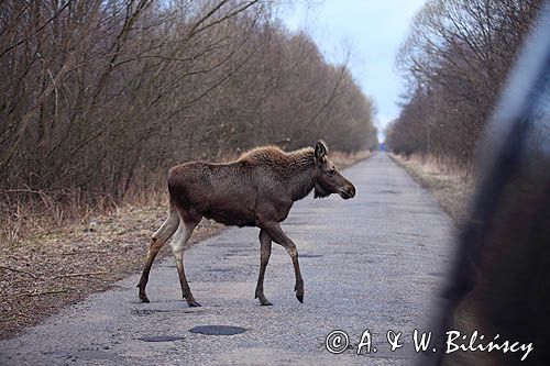 łoś Alces alces, Bagna Biebrzańskie