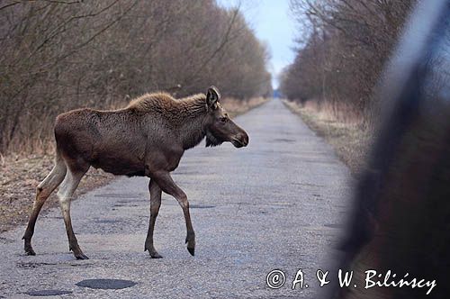 łoś Alces alces, Bagna Biebrzańskie