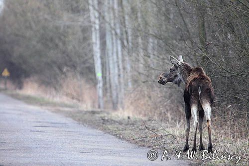 łoś Alces alces, Bagna Biebrzańskie